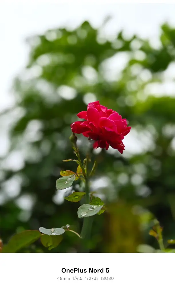 Oneplus Nord 5 Review 8 Oneplus Nord 5 Camera Sample2 Edited
